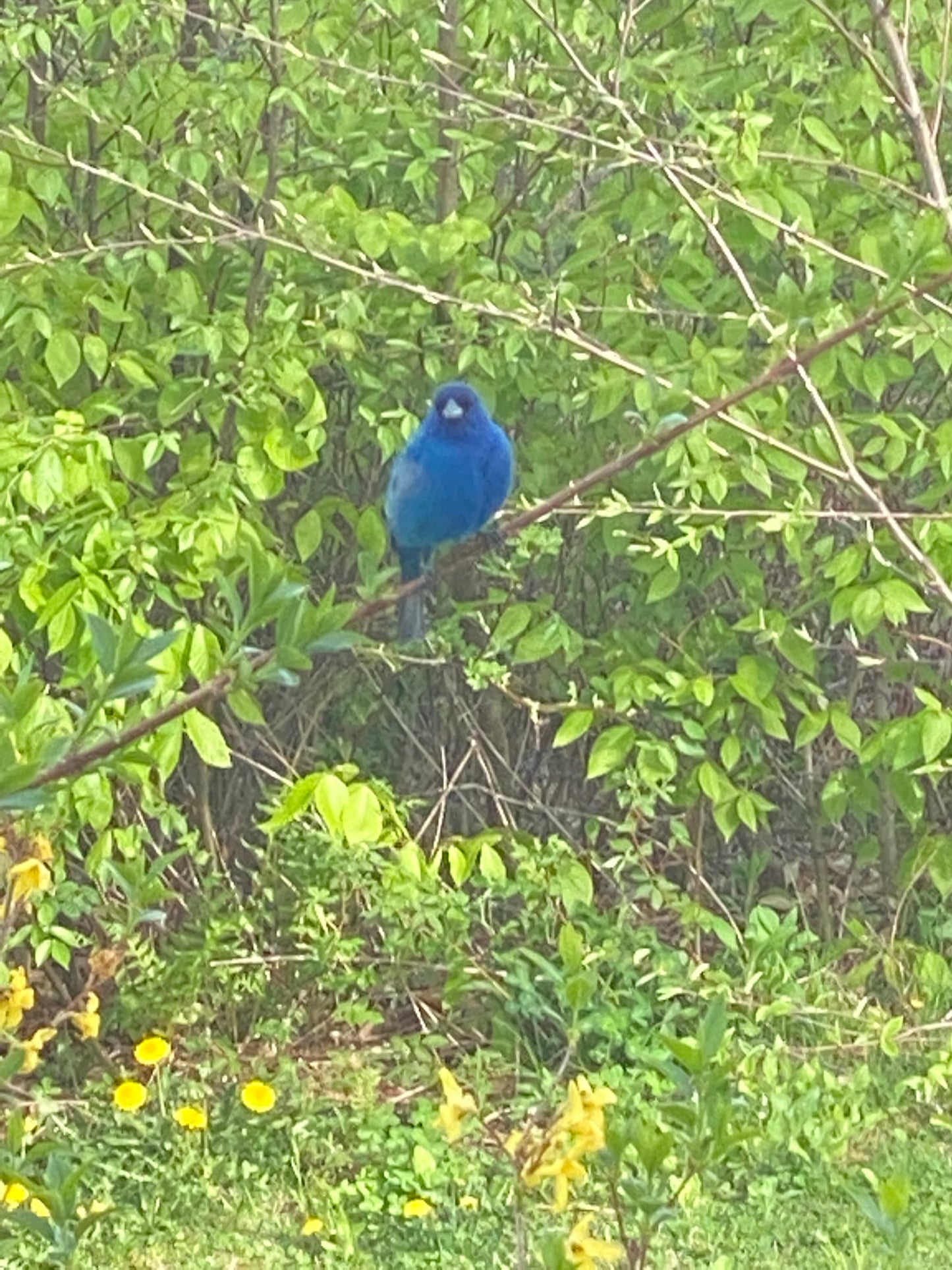 Blue bird perched on a branch among green leaves and yellow flowers