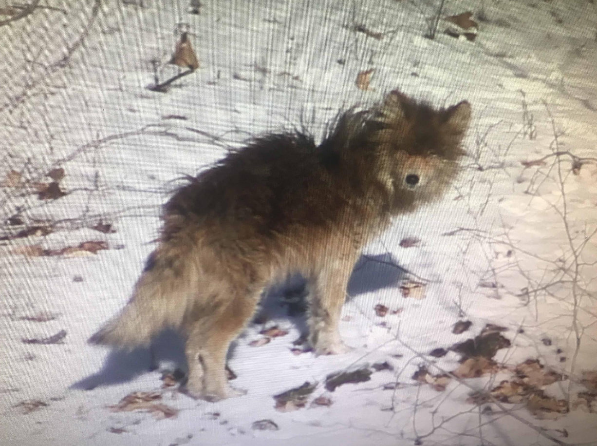 Wolf standing on a snowy ground with a map-like texture in the background