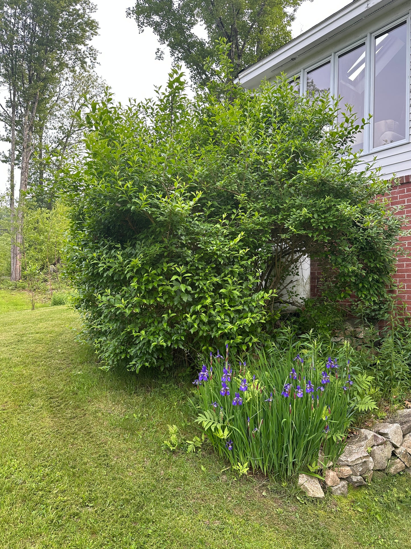 Lush green garden with flowers and a stone wall in the background