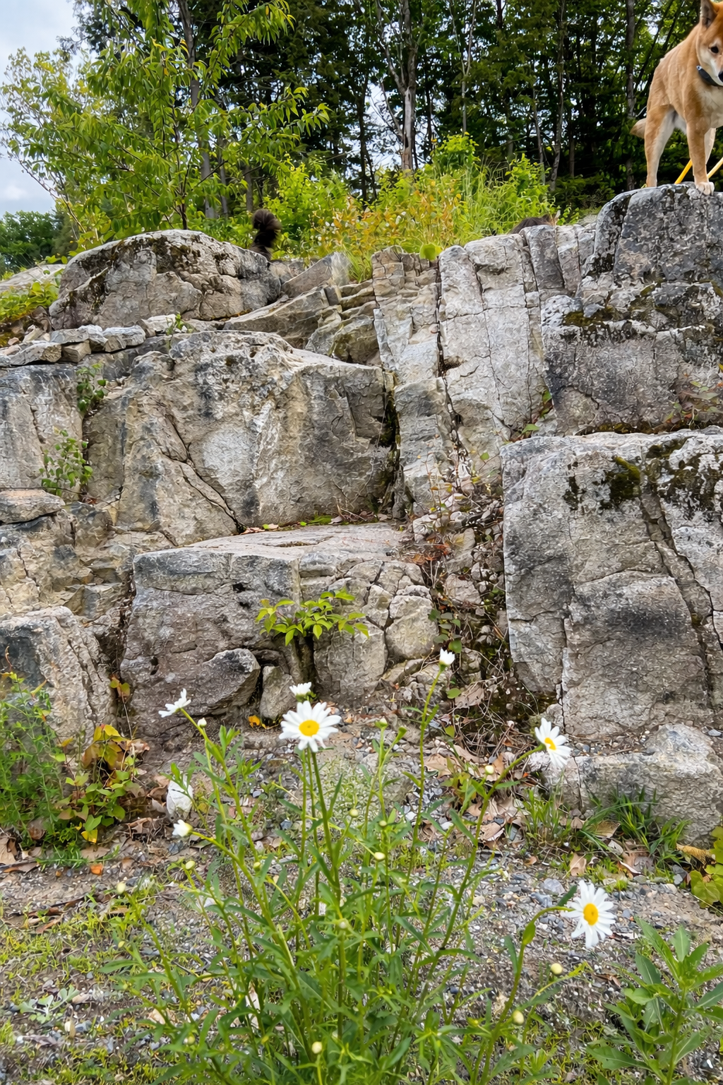 Dog standing on rocky outcrop with wildflowers and greenery