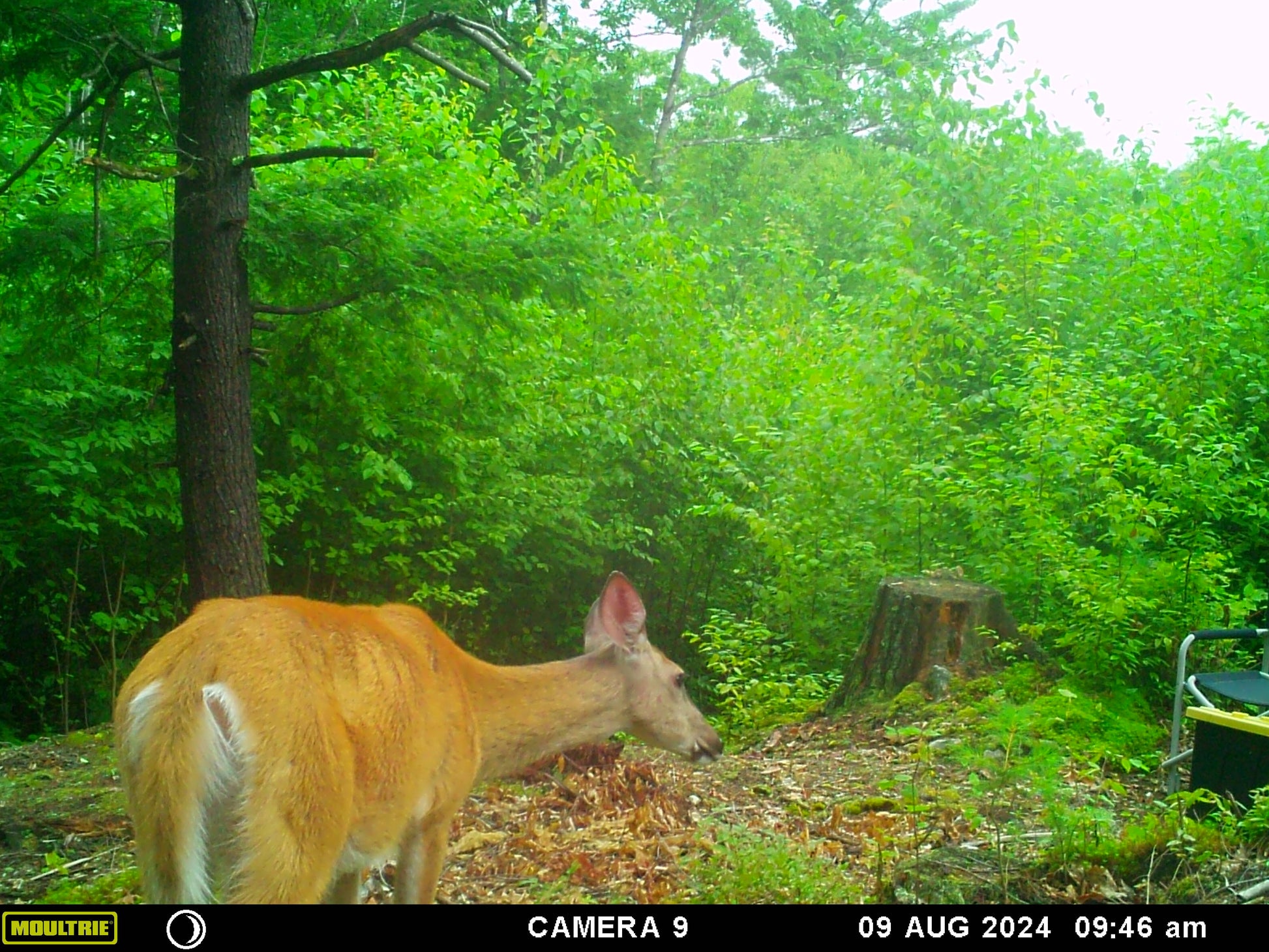 Deer in a forest with green foliage and a trail camera interface at the bottom.