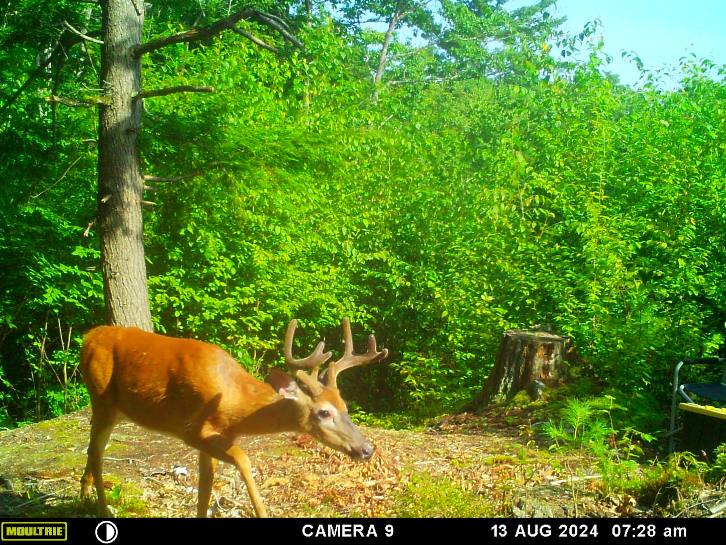 Buck with antlers in a forest with green foliage and a clear sky