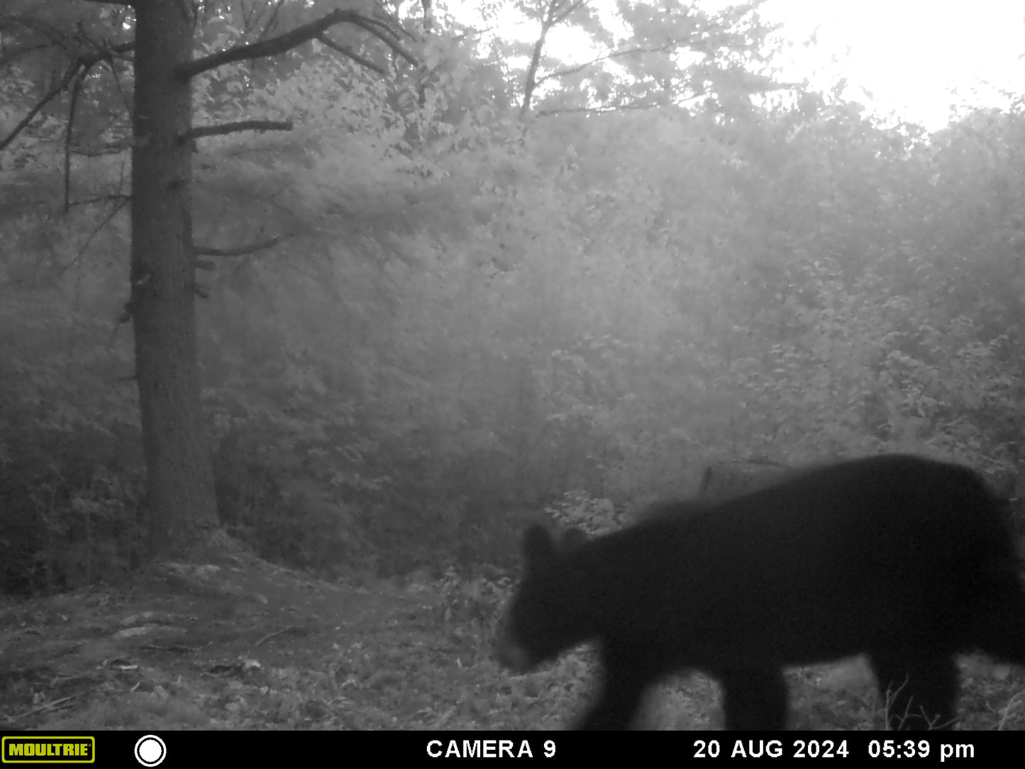 Black bear walking through a forest at night, captured by a Moultrie camera.