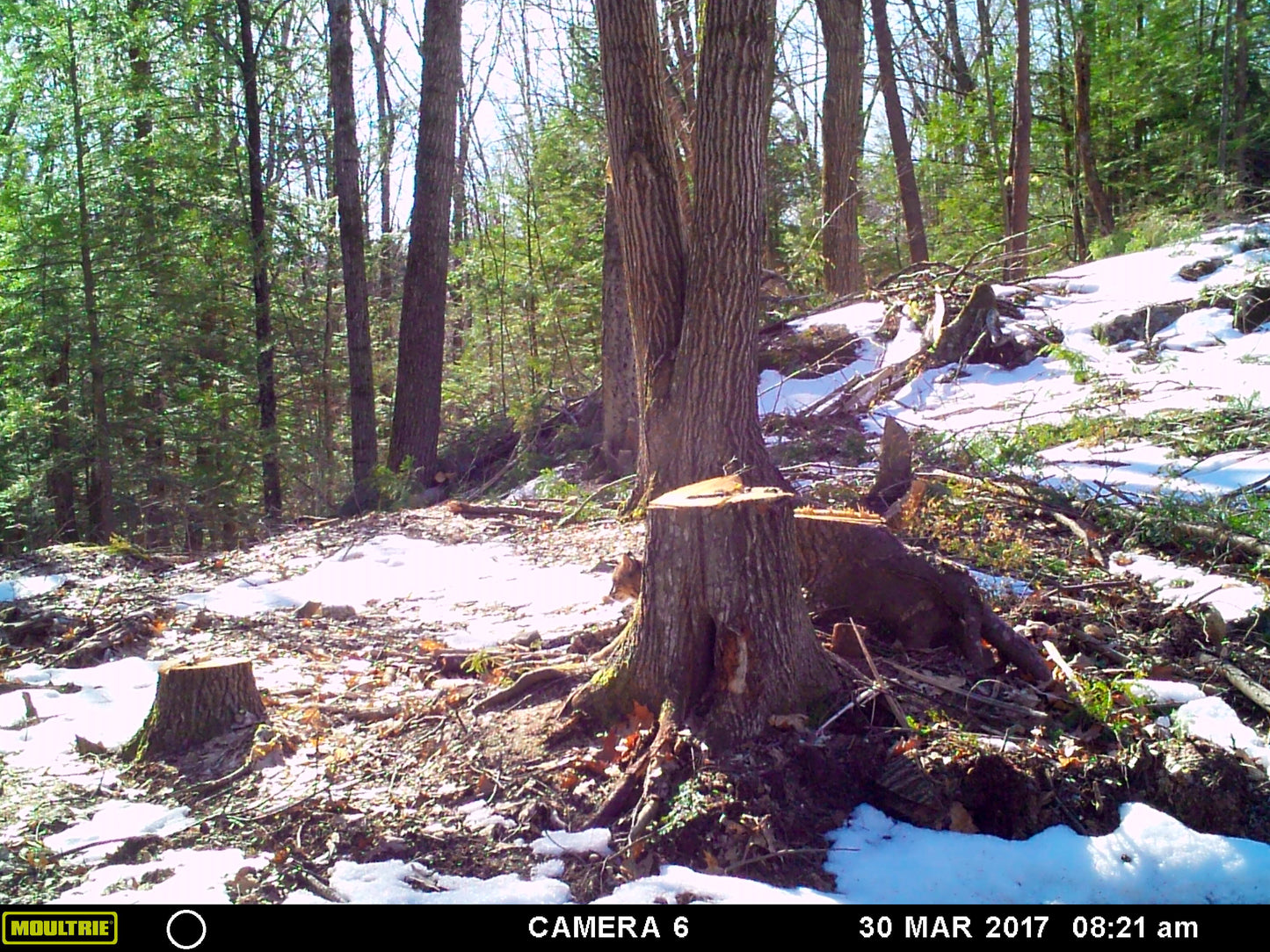Bobcat behind stump in wooded area with tree stumps and snow patches, captured by a Moultrie camera.