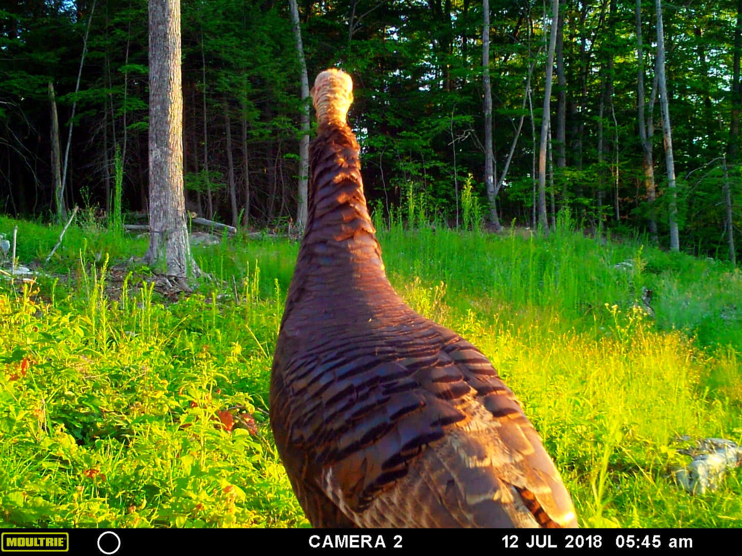 Turkey in a forest with camera trap timestamp at the bottom