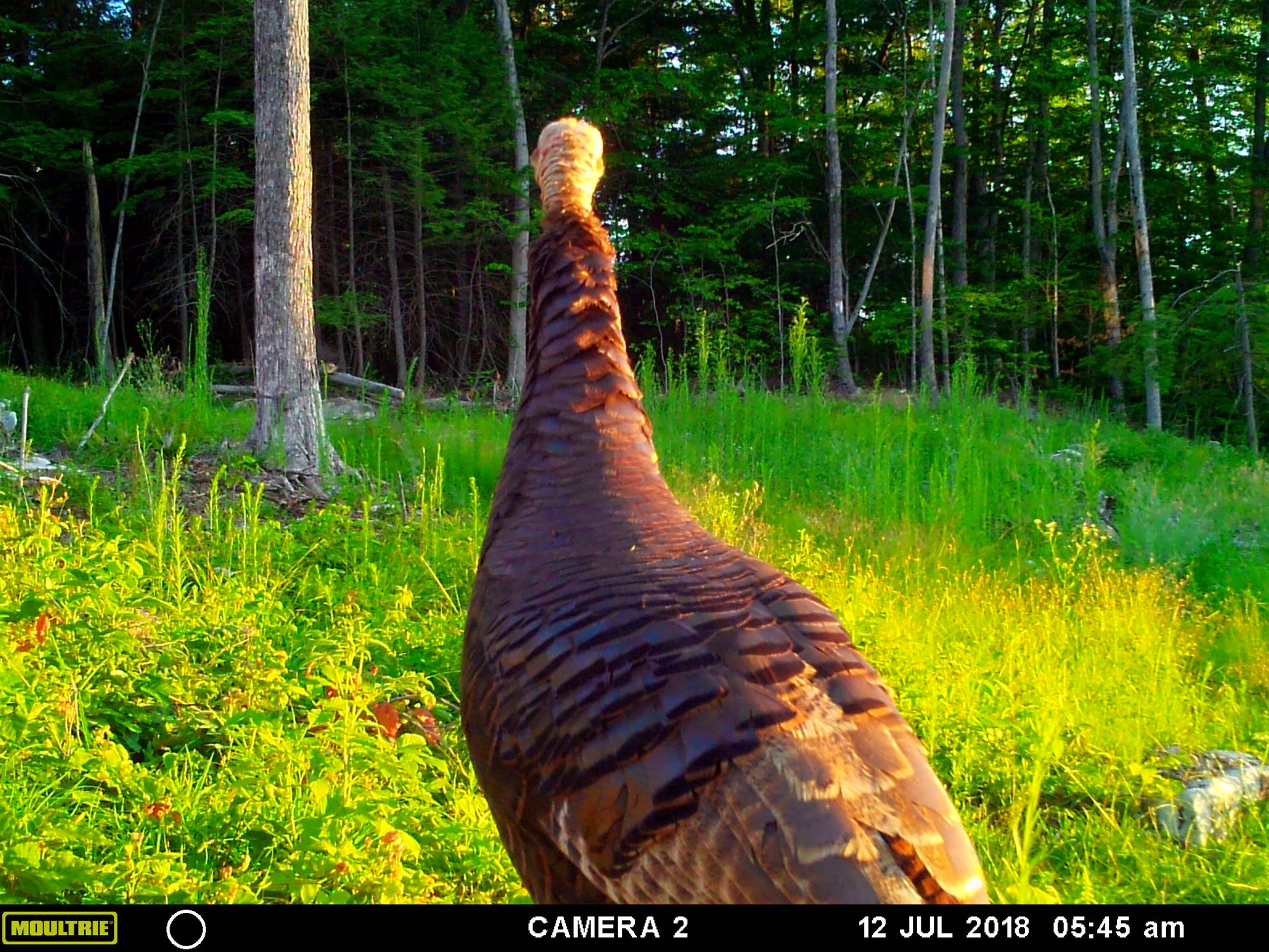 Turkey in a forest with camera trap timestamp at the bottom