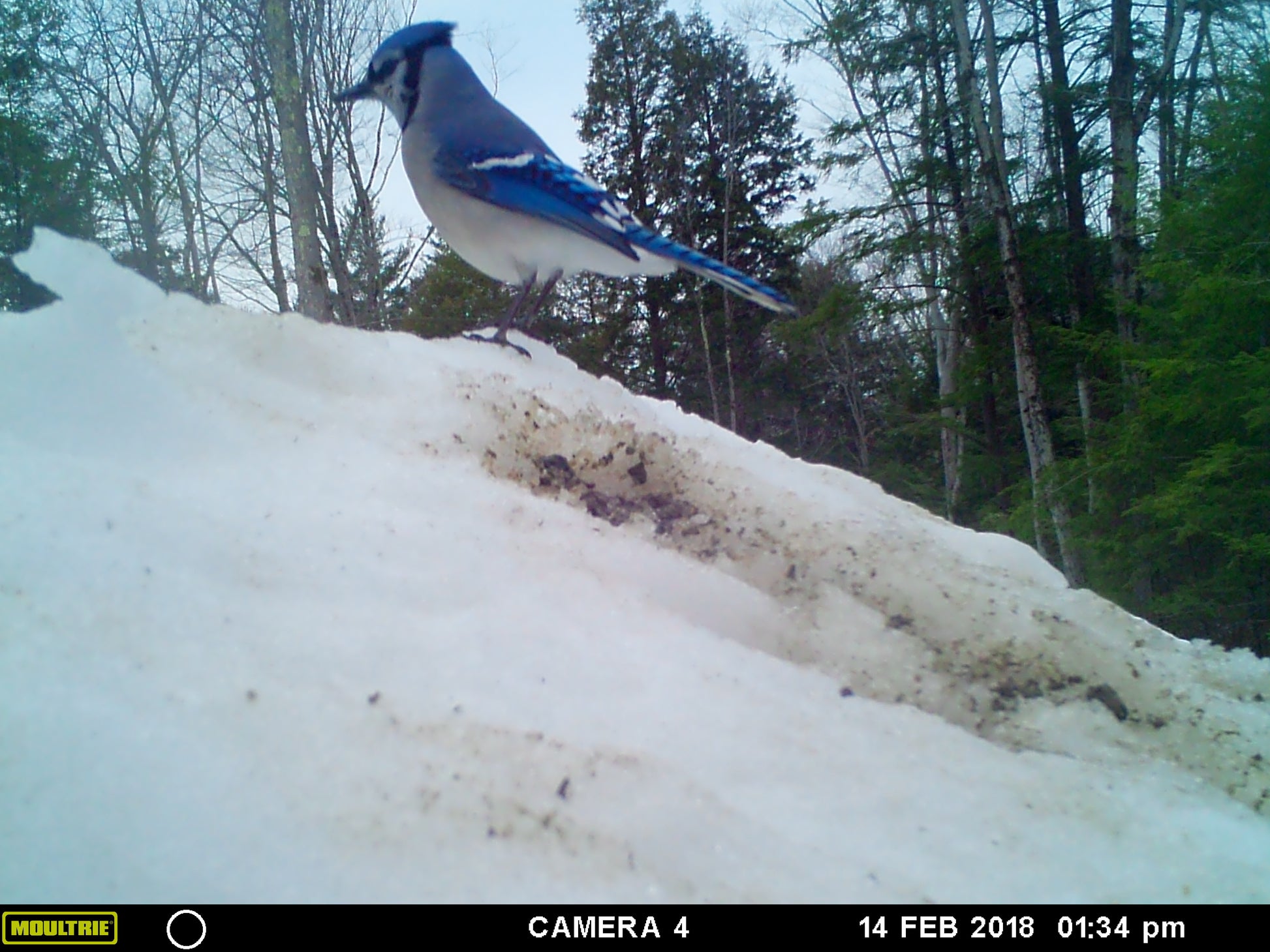 Blue jay on a snow-covered ground with trees in the background