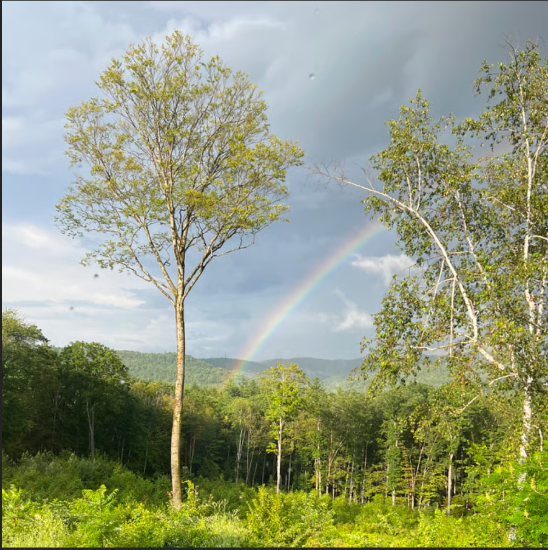 Rainbow over a forest with trees and greenery