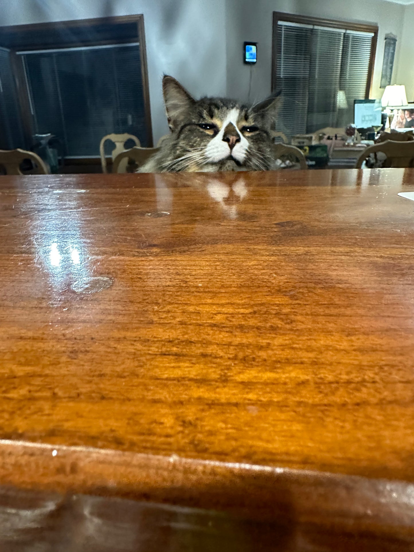 Cat peeking over the bar top in the  dining room