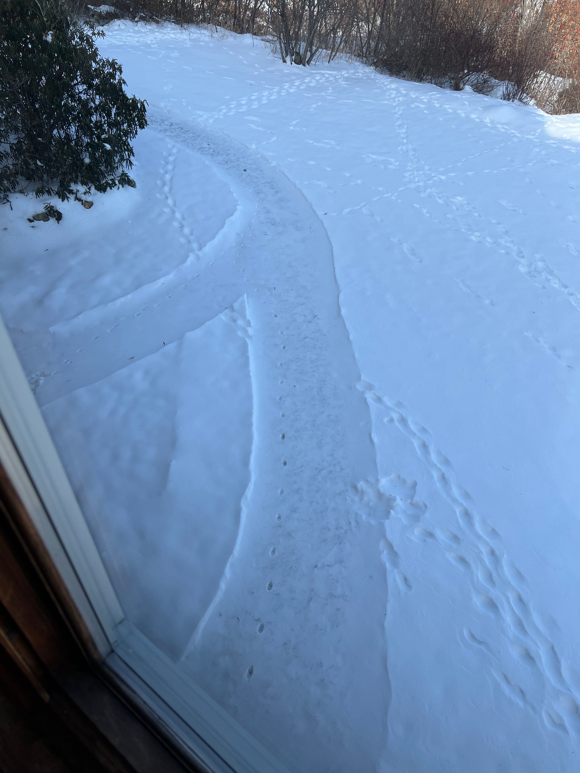 Ice-covered surface with footprints and a tree in the background