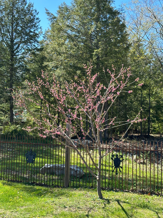 Peach Tree with the wrought Iron Fencing and crest behind it. Scenery of Nature View NH Estate Keene NH. This property's best feature is the endless changing landscape. The skyscapes of the wide open eastern and southern sky's are breathtaking. Nature paints a new painting every few hours.