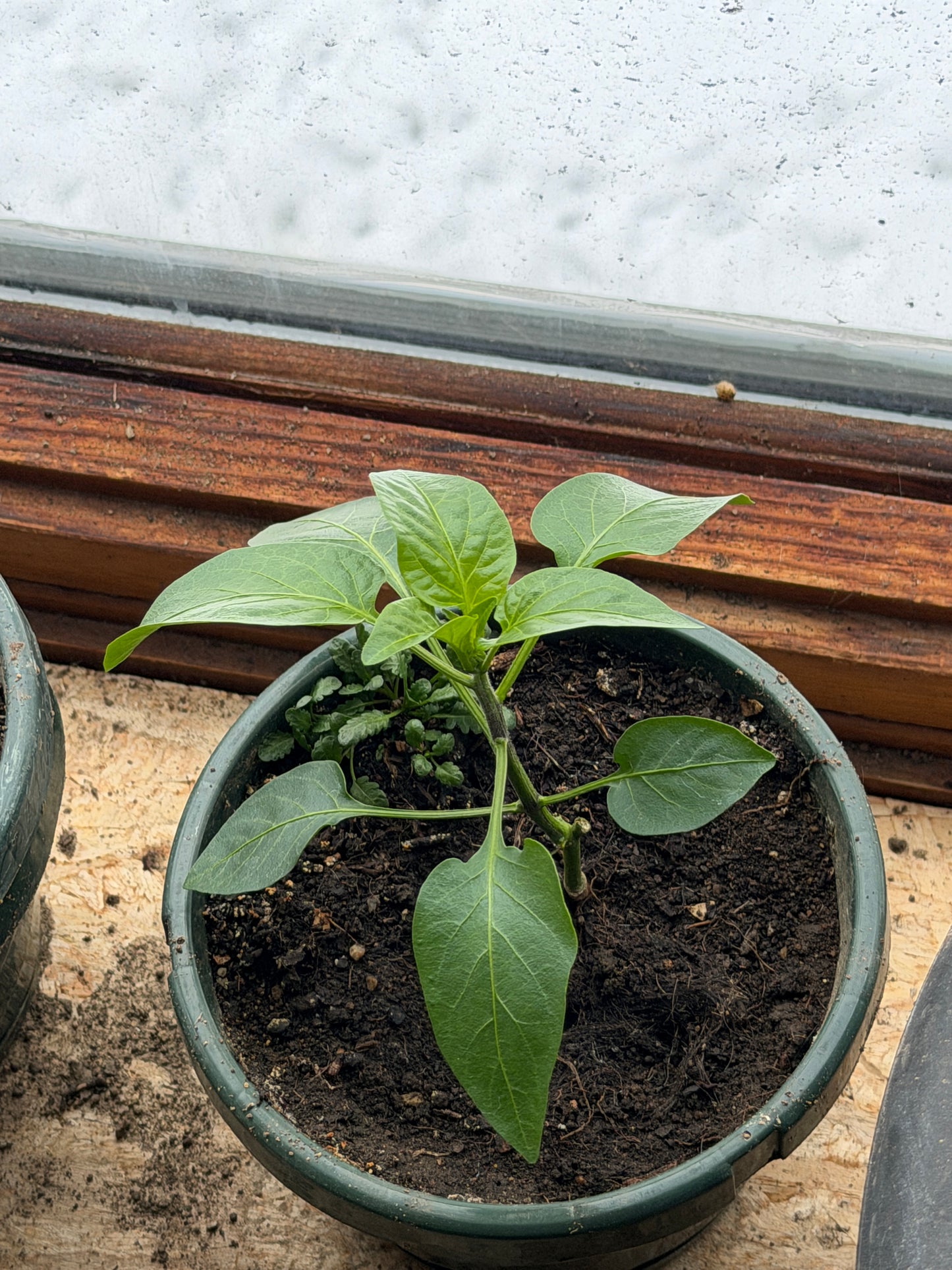 Small potted plant with green leaves on a wooden surface