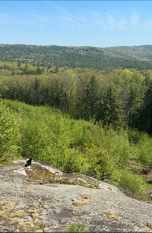 cat sitting on a rock with a scenic view of trees and mountains in the background