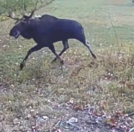 Moose running through a grassy field
