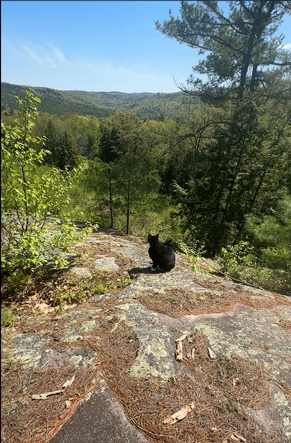 Cat sitting on a rocky outcrop with a scenic view of trees and mountains. sitting on top of the mountain at the Nature View NH Estate Real Estate 