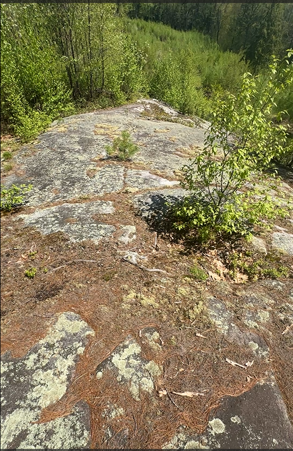 Rocky outcrop with greenery in a forested area