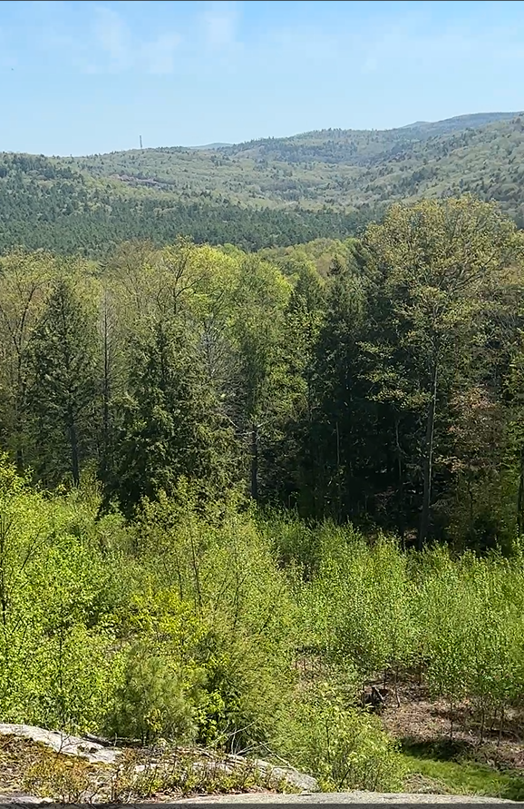 Lush green forest with rolling hills under a clear blue sky