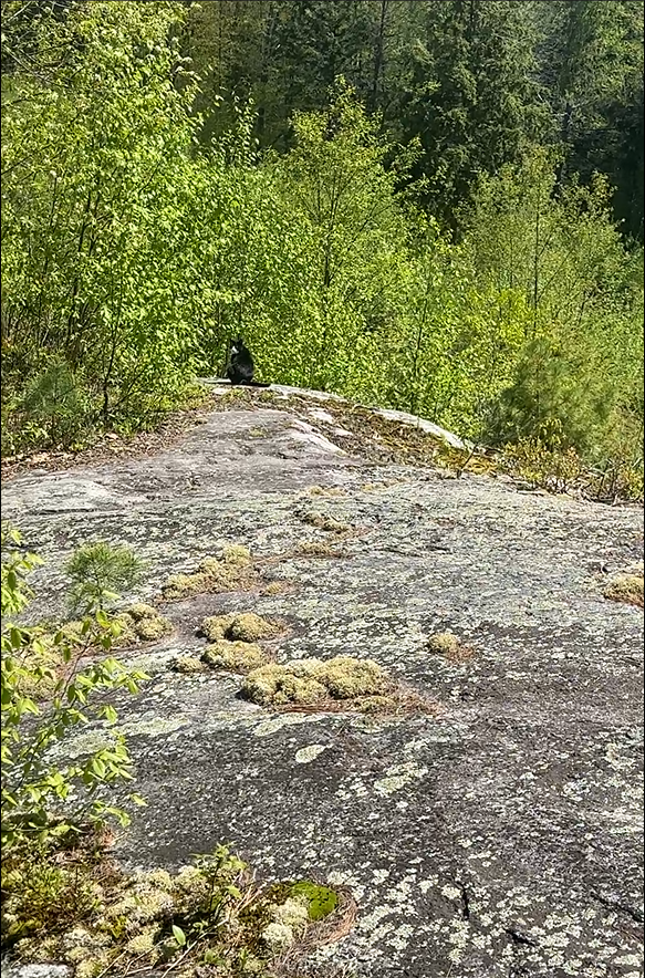 Person sitting on a rocky outcrop surrounded by green trees