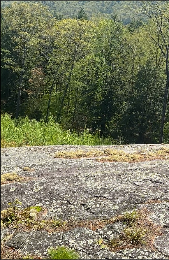 Rocks with lichen and grass in a forested area