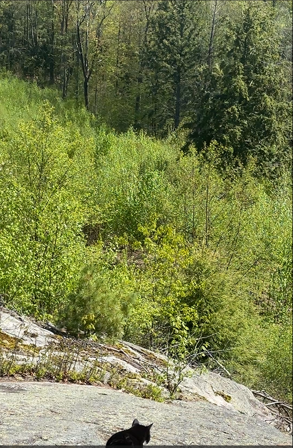 Cat sitting on a rock with a forest background