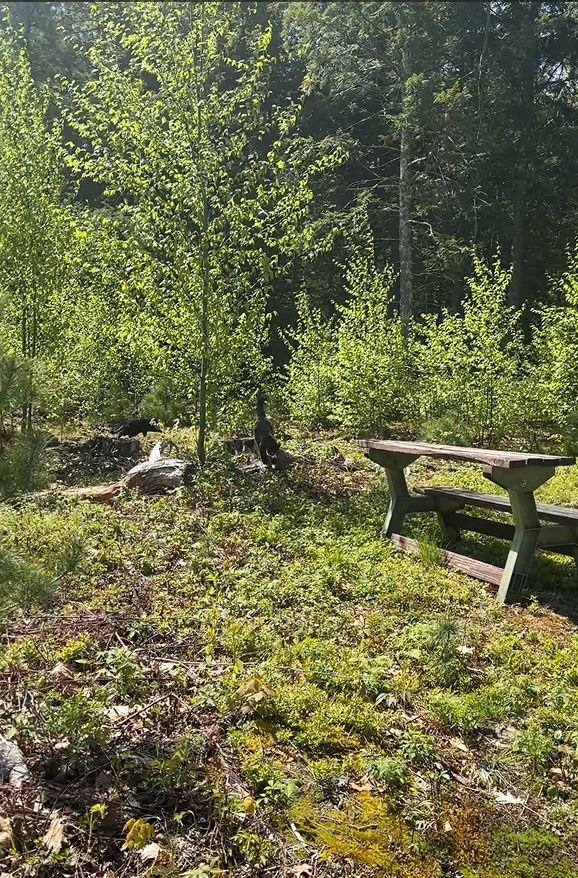 Wooden bench in a forest setting with green trees and undergrowth.