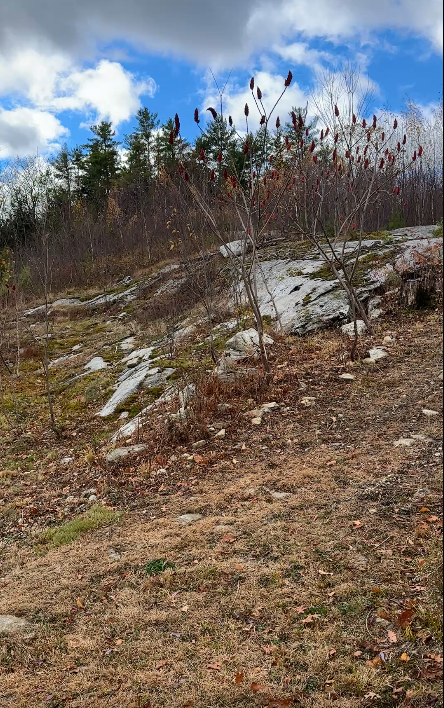 Scenic view of a rocky landscape with trees and blue sky