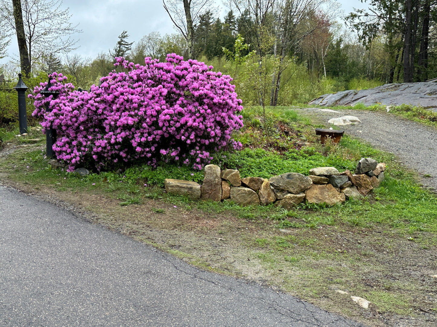 Pink flowering bush next to a stone wall on a grassy area with trees in the background.