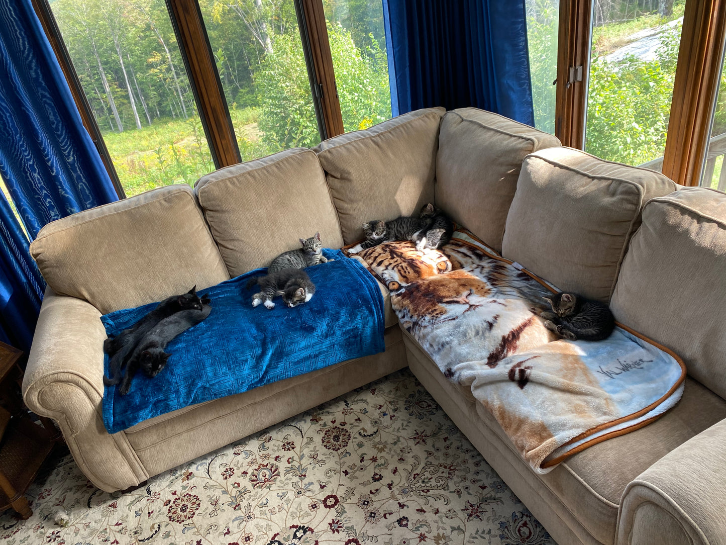 Multiple cats lounging on a beige sectional sofa with blue and patterned blankets.