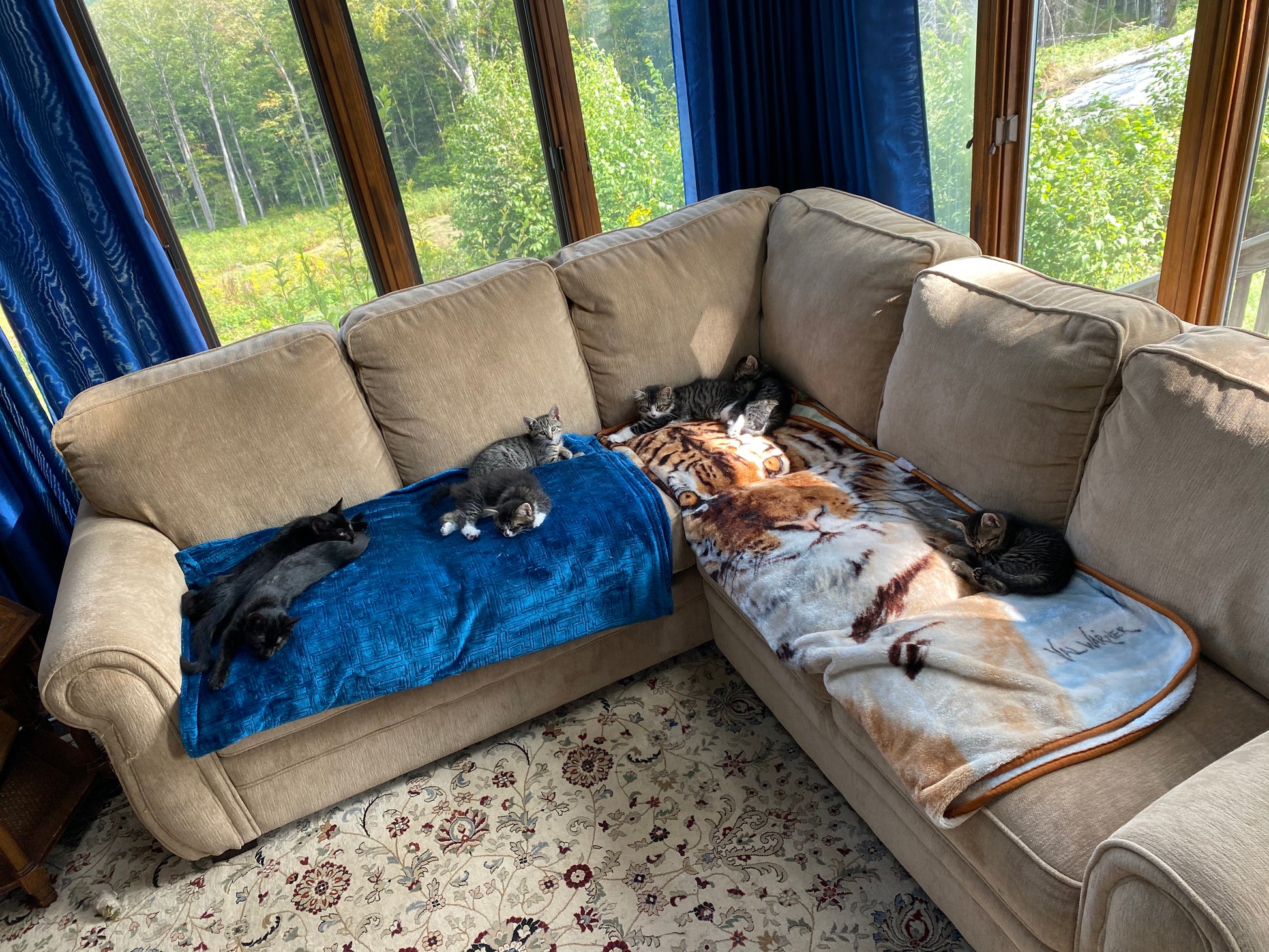 Multiple cats lounging on a beige sectional sofa with blue and patterned blankets.