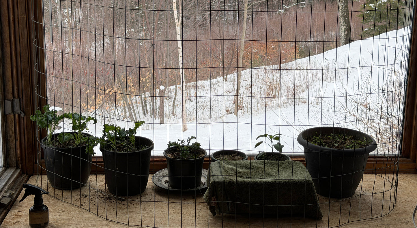 Potted plants on a windowsill with a snowy outdoor view