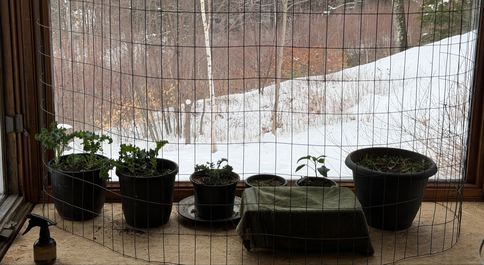 Potted plants on a windowsill with a snowy outdoor view