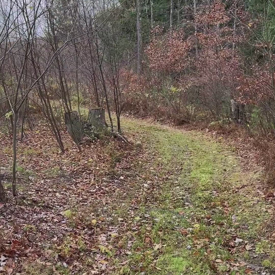Bear loop looking down trails
