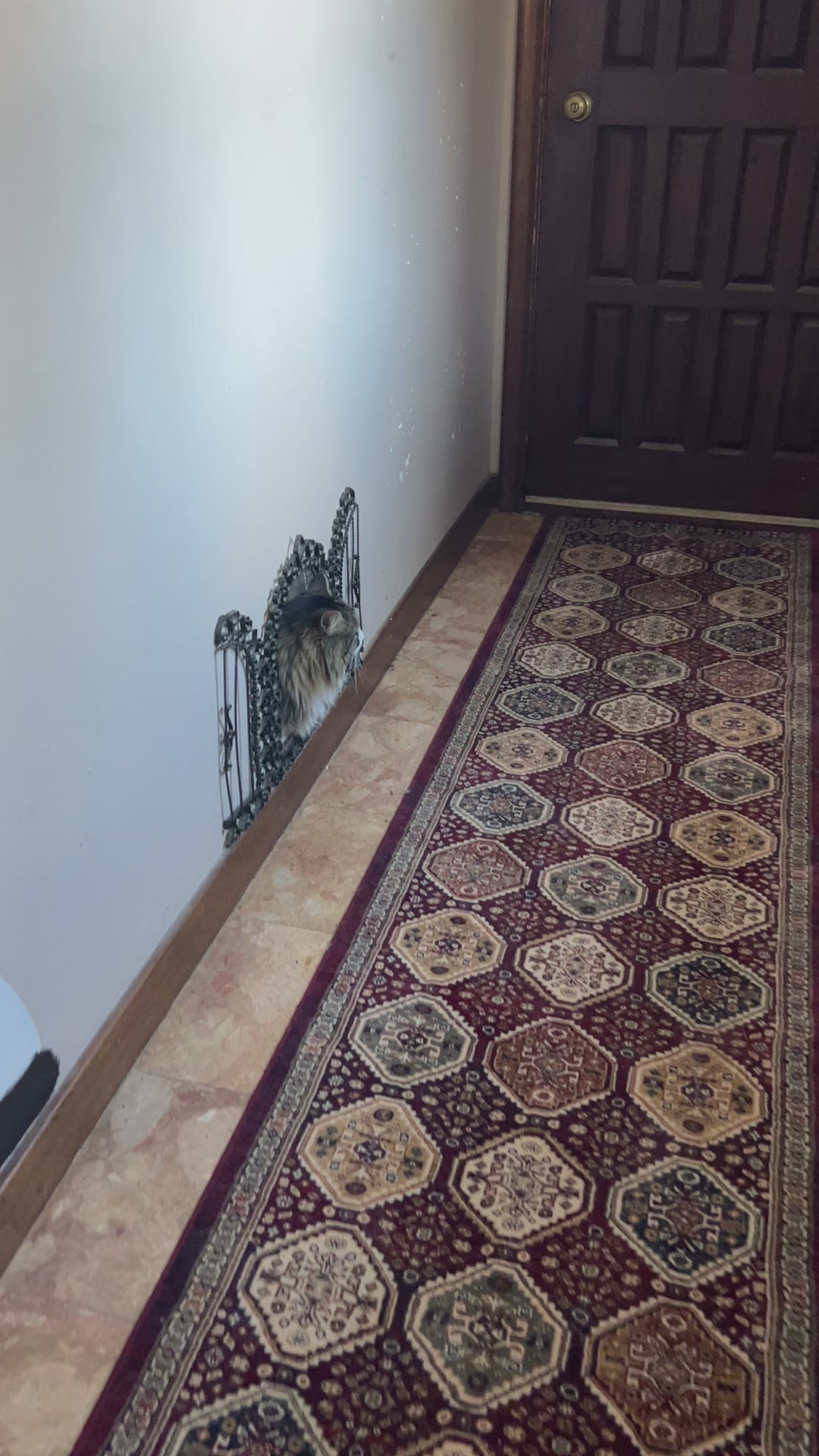 Cat door in the hall way