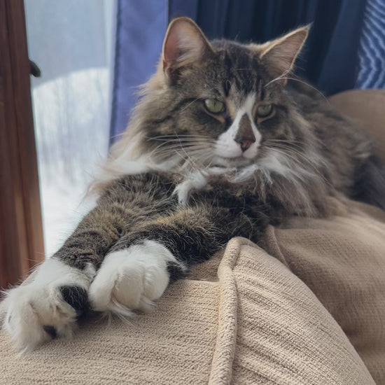 Poindexter the cat in the sunroom
