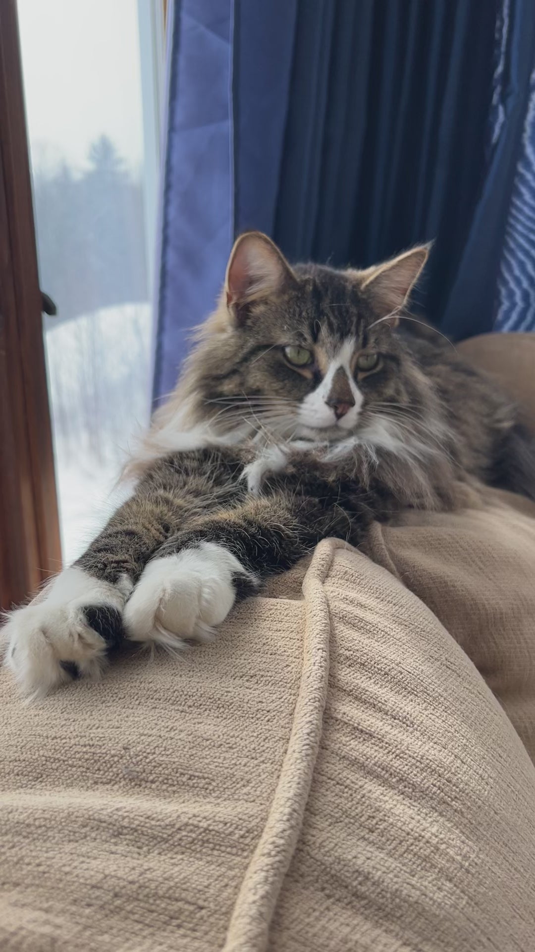 Poindexter the cat in the sunroom
