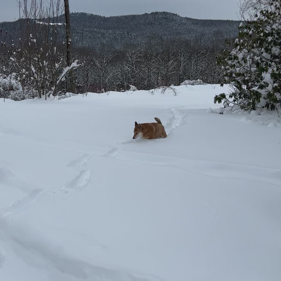Sheba Inu  dog running in deep snow