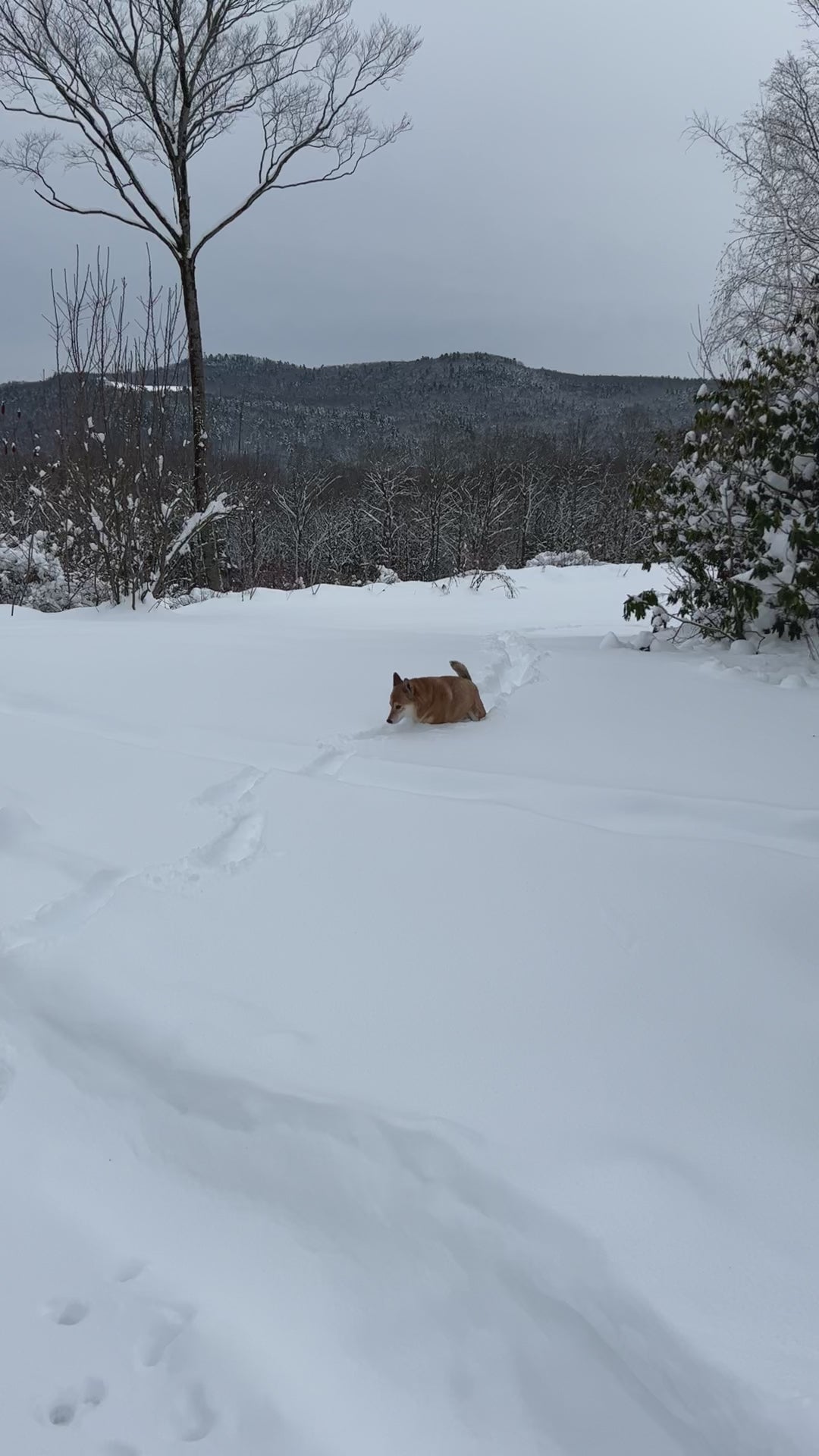 Sheba Inu  dog running in deep snow