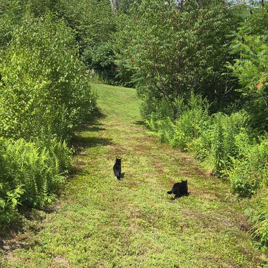 Manicured trail walking down with cats