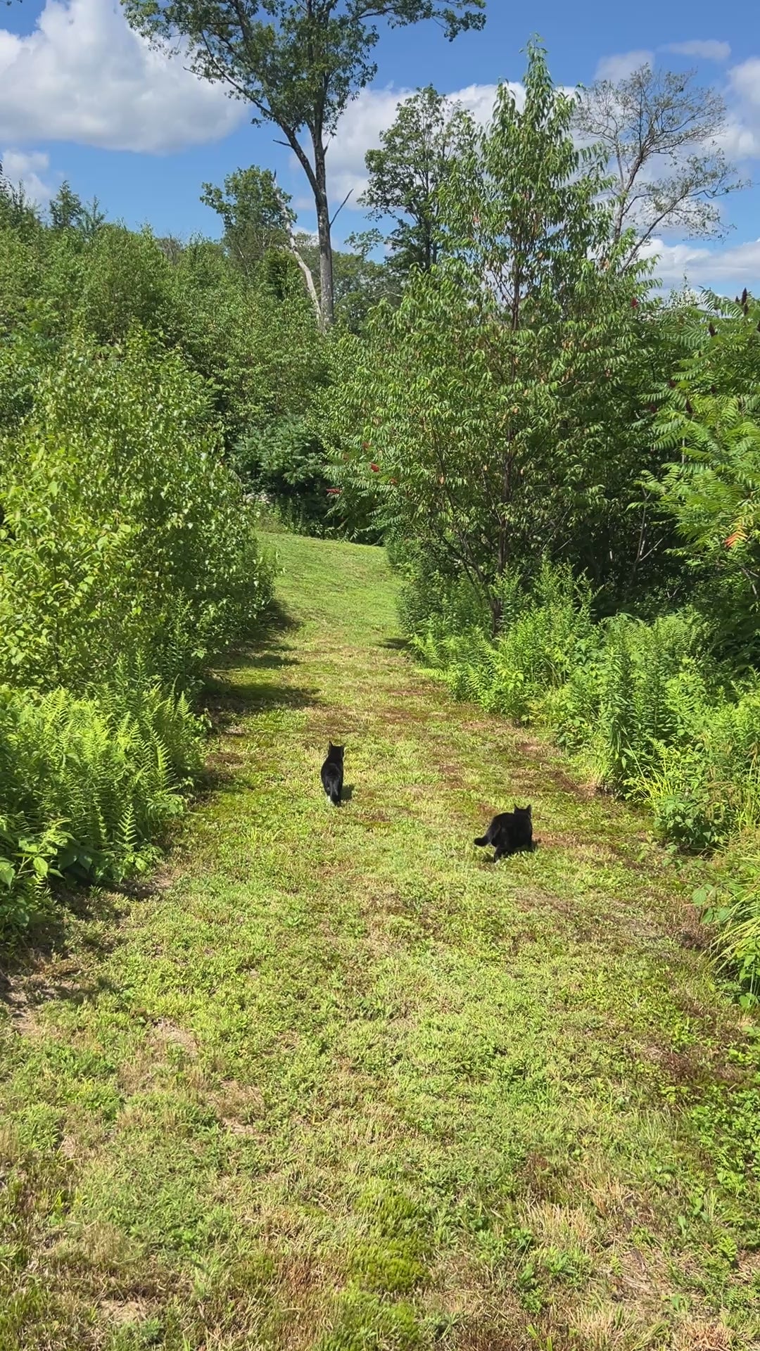Manicured trail walking down with cats