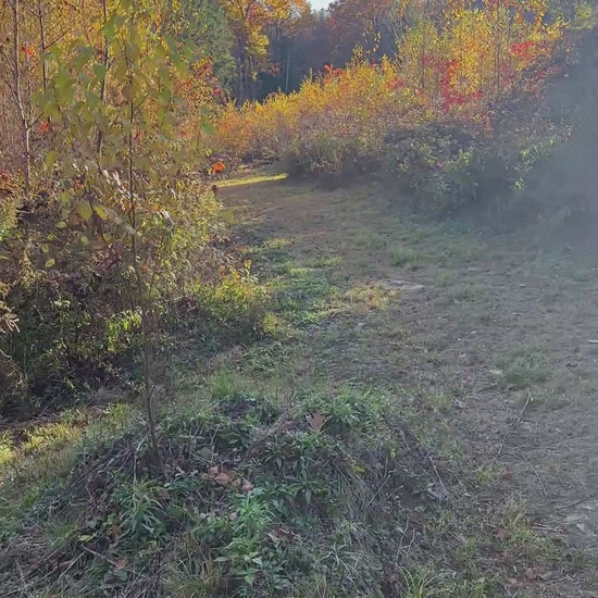 Uphill Terrain at the Nature View NH Estate