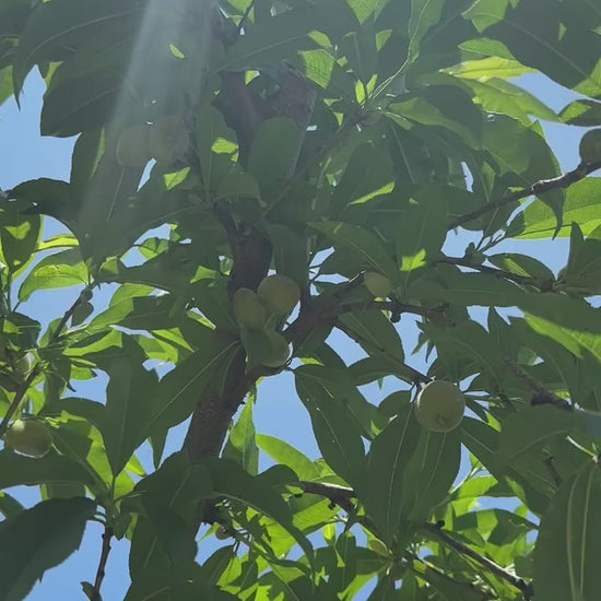 Peach trees in the sun