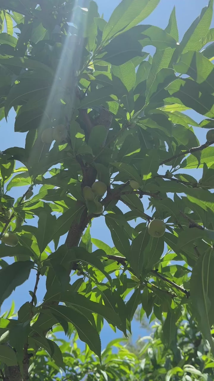 Peach trees in the sun
