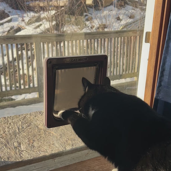 Cat going out window onto deck