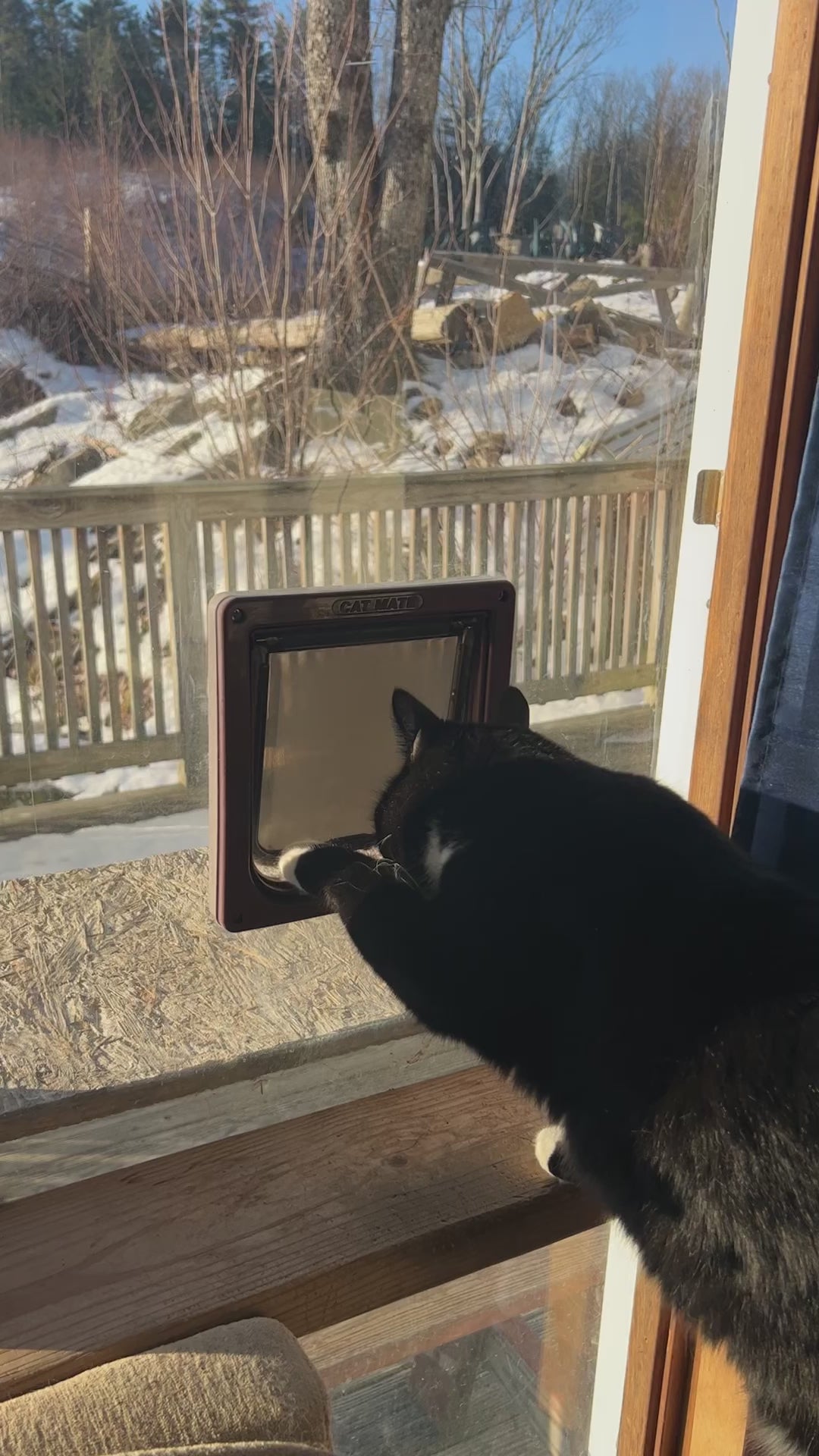 Cat going out window onto deck