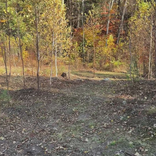 Base of Mountain Trail