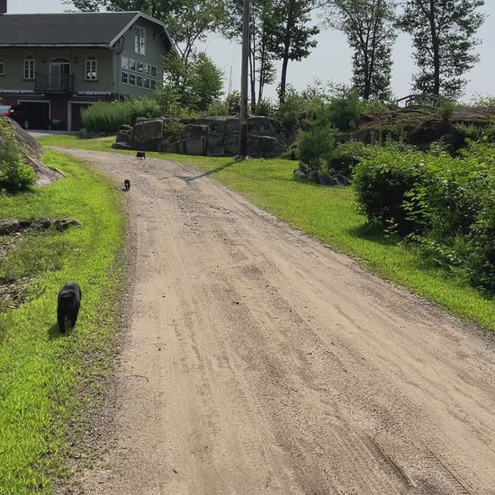 Walking away from house down the driveway.