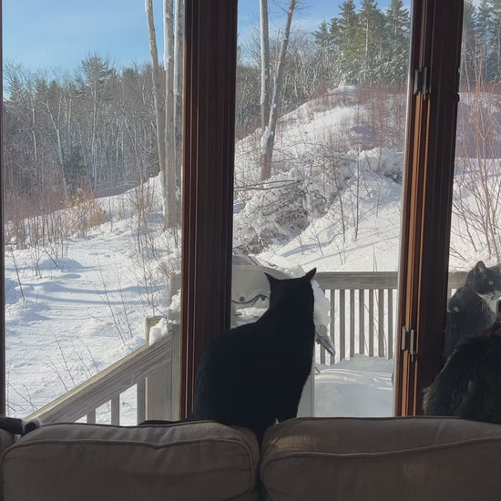 Cats waiting for spring in the sun room looking out across the deck