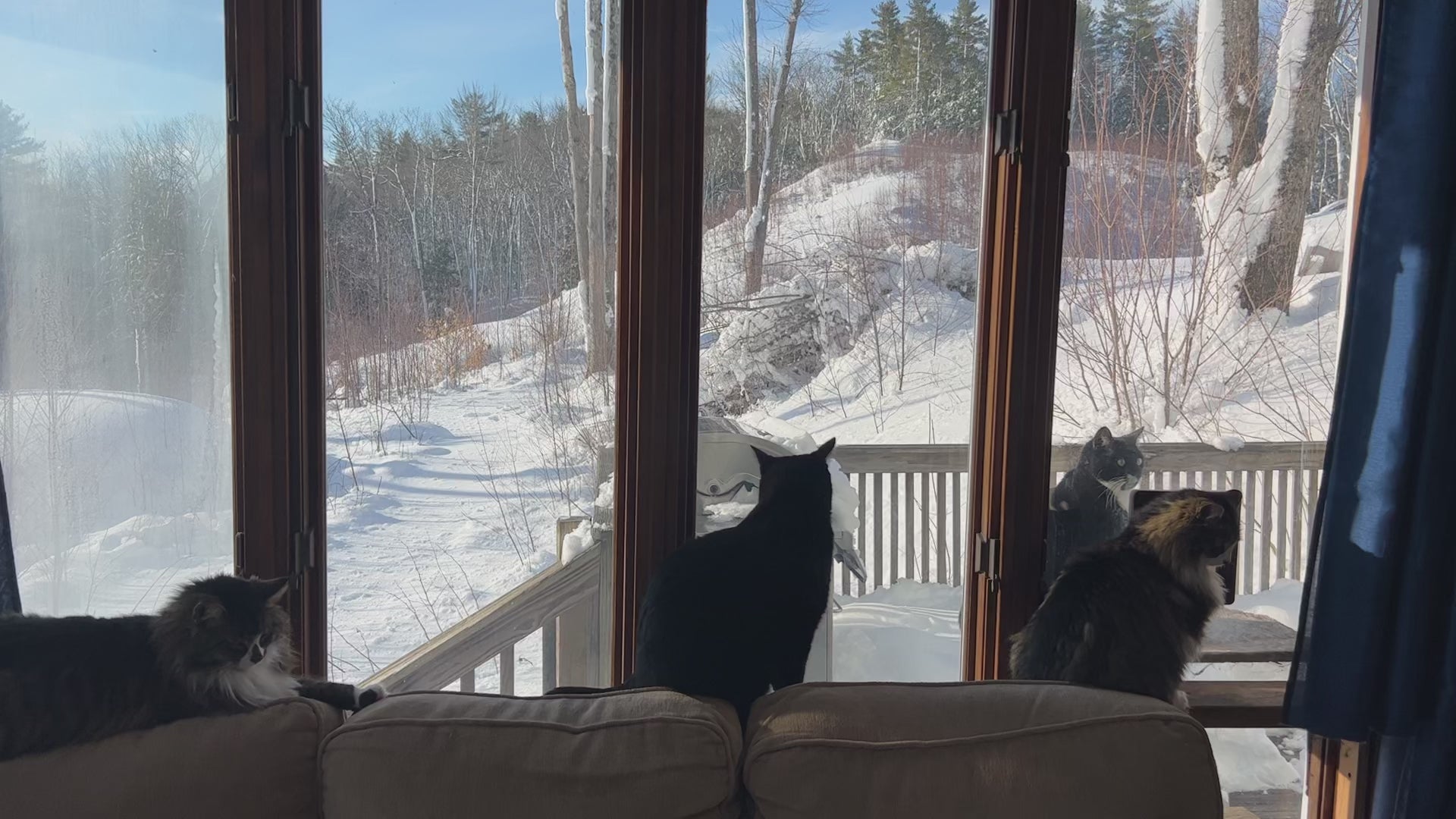 Cats waiting for spring in the sun room looking out across the deck