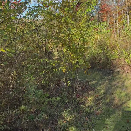 Surprised the deer on the trails