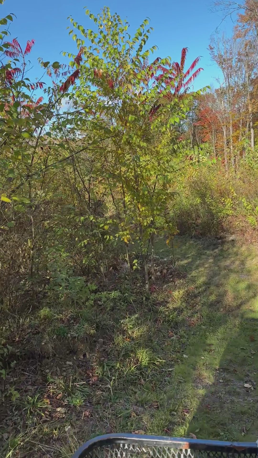 Surprised the deer on the trails